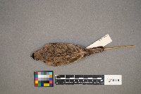 Eremophila alpestris image