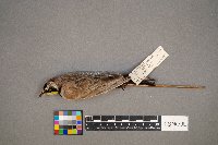 Eremophila alpestris image