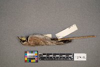 Eremophila alpestris image