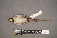 Eremophila alpestris image