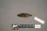 Regulus satrapa image