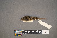 Regulus satrapa image