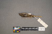 Regulus satrapa image