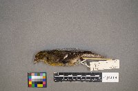 Loxia leucoptera image