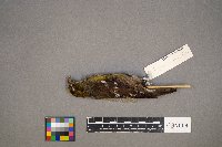 Loxia leucoptera image