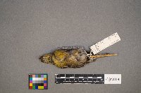 Loxia leucoptera image