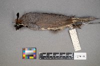 Callipepla gambelii image