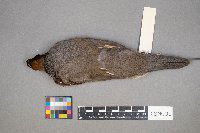 Callipepla gambelii image