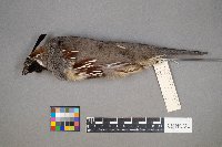 Callipepla gambelii image