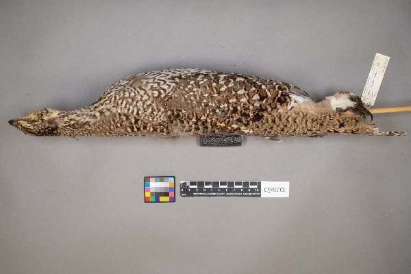 Tympanuchus phasianellus image