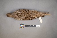 Tympanuchus phasianellus image