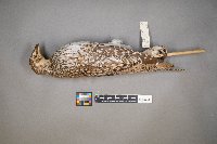 Tympanuchus phasianellus image