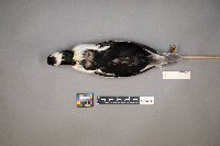 Bucephala albeola image