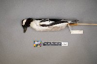 Bucephala albeola image