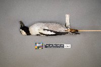 Bucephala albeola image