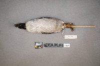 Bucephala albeola image