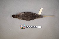 Bucephala albeola image