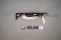 Bucephala albeola image