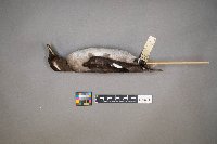 Bucephala albeola image