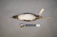 Bucephala albeola image