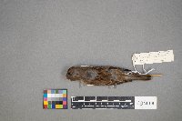 Spizella pallida image