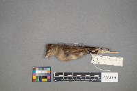 Spizella pallida image