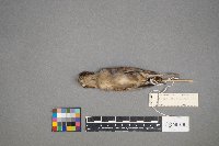 Spizella pallida image