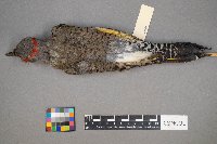 Colaptes auratus image