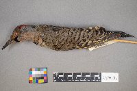 Colaptes auratus image