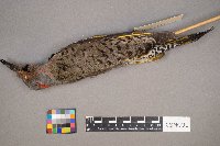 Colaptes auratus image