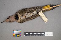 Colaptes auratus image