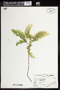 Thumbnail image of current specimen