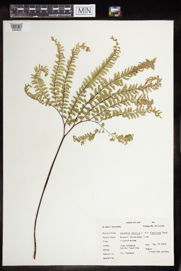 Adiantum pedatum var. aleuticum image