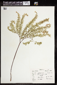 Media resource of Adiantum pedatum