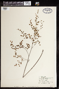 Adiantum tenerum image