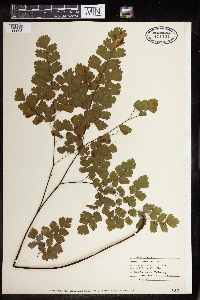 Adiantum tenerum image