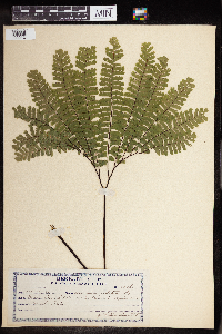 Adiantum pedatum image