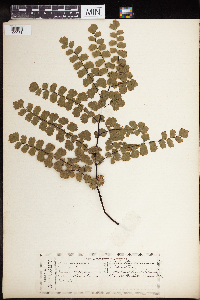 Adiantum concinnum image