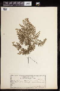 Adiantum raddianum image