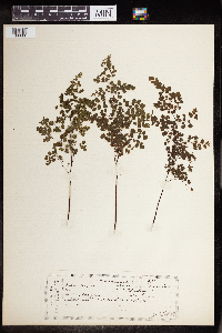 Adiantum raddianum image