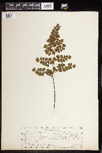 Adiantum decorum image