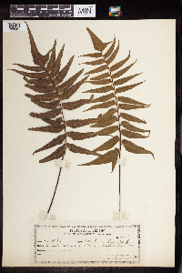 Adiantum lucidum image