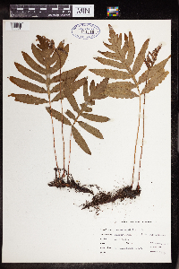 Thumbnail image of current specimen