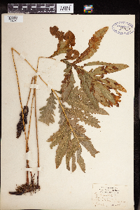 Thumbnail image of current specimen