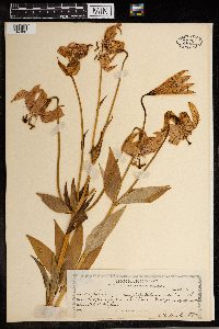 Lilium superbum image