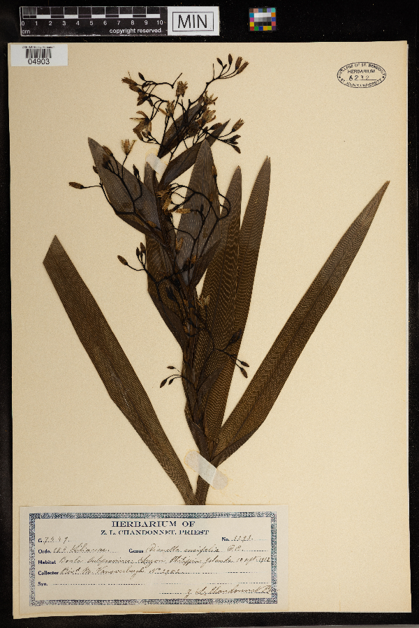 Dianella ensifolia image