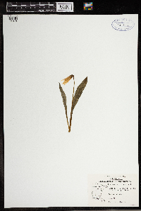 Erythronium albidum image