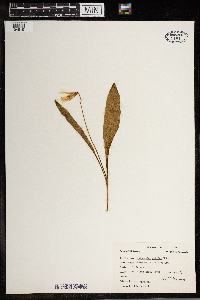 Erythronium albidum image