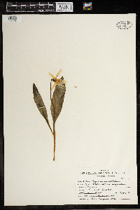 Erythronium albidum image