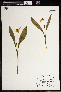 Erythronium albidum image